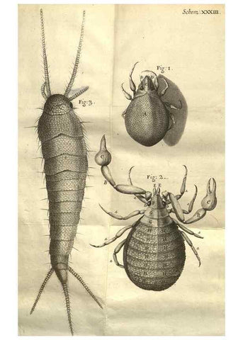 Reproducción/Reproduction 48536259546: Micrographia, or, Some physiological descriptions of minute bodies made by magnifying glasses :. London :Printed by Jo. Martyn and Ja. Allestry, printers to the Royal Society ... ,1665.. 