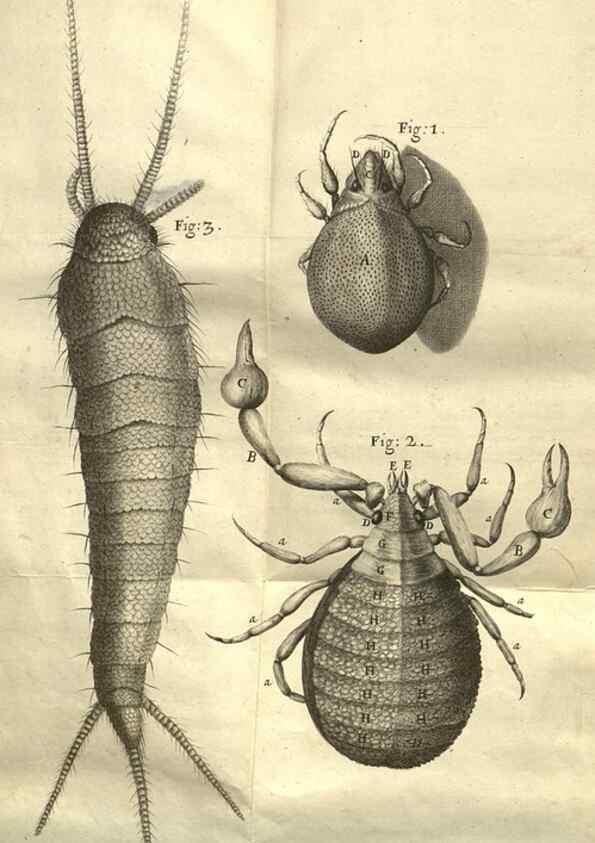 Reproducción/Reproduction 48536259546: Micrographia, or, Some physiological descriptions of minute bodies made by magnifying glasses :. London :Printed by Jo. Martyn and Ja. Allestry, printers to the Royal Society ... ,1665.. 