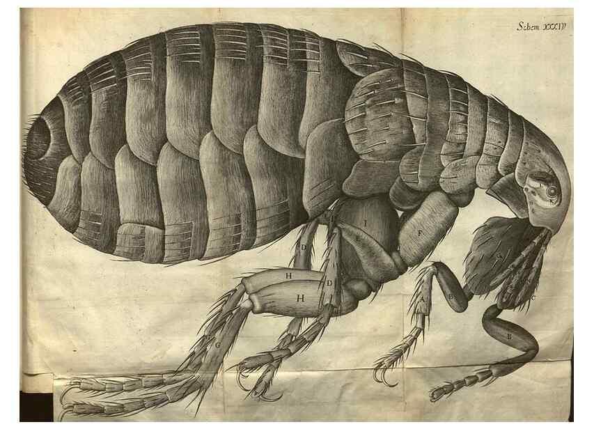 Reproducción/Reproduction 48536407132: Micrographia, or, Some physiological descriptions of minute bodies made by magnifying glasses :. London :Printed by Jo. Martyn and Ja. Allestry, printers to the Royal Society ... ,1665.. 