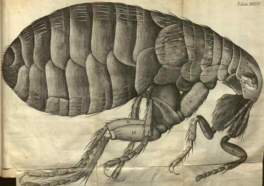Reproducción/Reproduction 48536407132: Micrographia, or, Some physiological descriptions of minute bodies made by magnifying glasses :. London :Printed by Jo. Martyn and Ja. Allestry, printers to the Royal Society ... ,1665.. 
