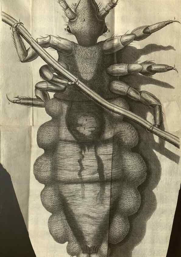 Reproducción/Reproduction 48536407512: Micrographia, or, Some physiological descriptions of minute bodies made by magnifying glasses :. London :Printed by Jo. Martyn and Ja. Allestry, printers to the Royal Society ... ,1665.. 