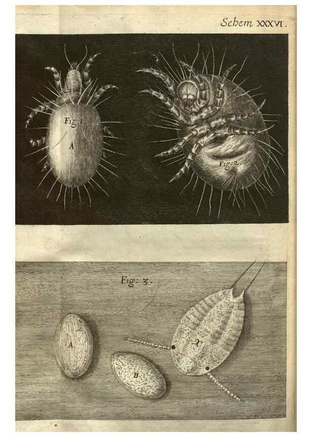 Reproducción/Reproduction 48536260856: Micrographia, or, Some physiological descriptions of minute bodies made by magnifying glasses :. London :Printed by Jo. Martyn and Ja. Allestry, printers to the Royal Society ... ,1665.. 