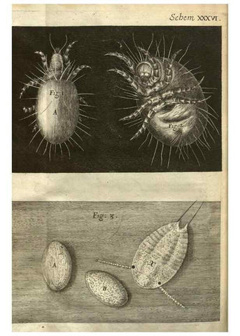 Reproducción/Reproduction 48536260856: Micrographia, or, Some physiological descriptions of minute bodies made by magnifying glasses :. London :Printed by Jo. Martyn and Ja. Allestry, printers to the Royal Society ... ,1665.. 
