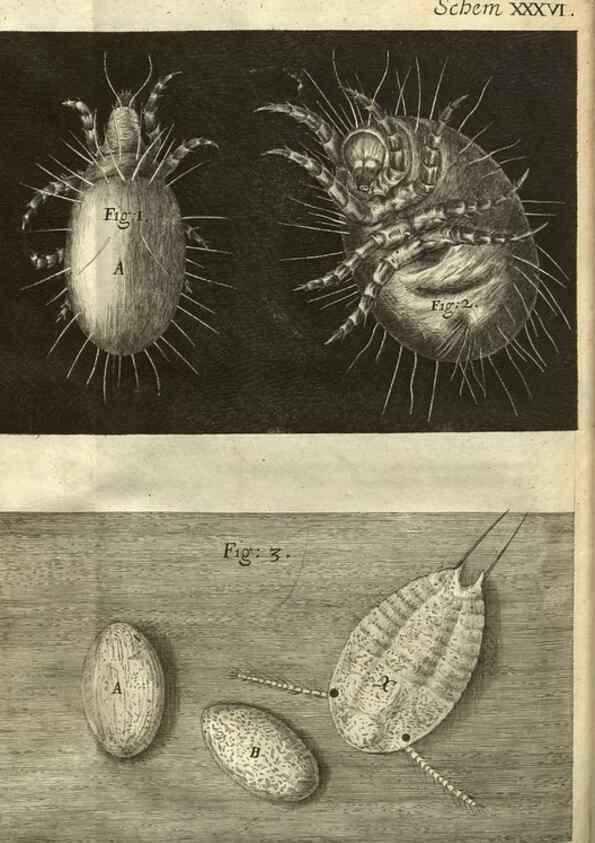 Reproducción/Reproduction 48536260856: Micrographia, or, Some physiological descriptions of minute bodies made by magnifying glasses :. London :Printed by Jo. Martyn and Ja. Allestry, printers to the Royal Society ... ,1665.. 