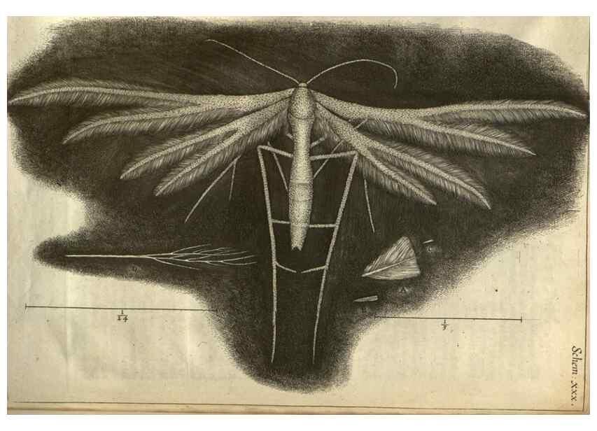 Reproducción/Reproduction 48536257786: Micrographia, or, Some physiological descriptions of minute bodies made by magnifying glasses :. London :Printed by Jo. Martyn and Ja. Allestry, printers to the Royal Society ... ,1665.. 