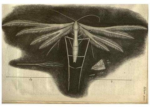 Reproducción/Reproduction 48536257786: Micrographia, or, Some physiological descriptions of minute bodies made by magnifying glasses :. London :Printed by Jo. Martyn and Ja. Allestry, printers to the Royal Society ... ,1665.. 