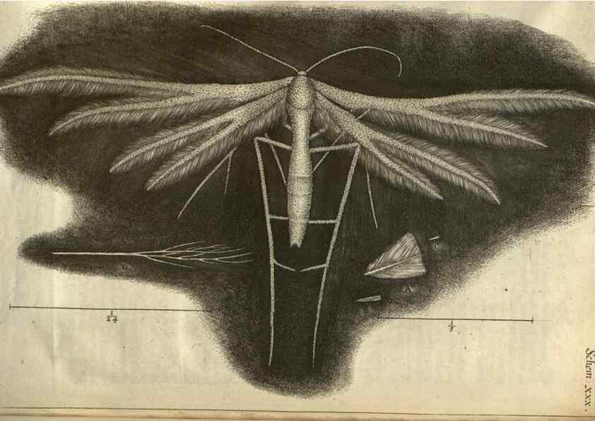 Reproducción/Reproduction 48536257786: Micrographia, or, Some physiological descriptions of minute bodies made by magnifying glasses :. London :Printed by Jo. Martyn and Ja. Allestry, printers to the Royal Society ... ,1665.. 