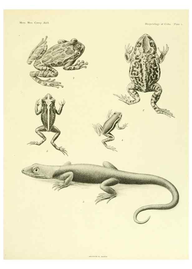 Reproducción/Reproduction 48575230582: The herpetology of Cuba /. Cambridge :Printed for the Museum,1919.. 