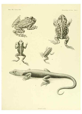 Reproducción/Reproduction 48575230582: The herpetology of Cuba /. Cambridge :Printed for the Museum,1919.. 
