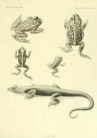 Reproducción/Reproduction 48575230582: The herpetology of Cuba /. Cambridge :Printed for the Museum,1919.. 
