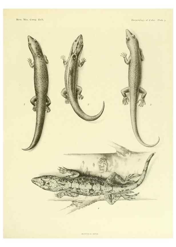 Reproducción/Reproduction 48575231552: The herpetology of Cuba /. Cambridge :Printed for the Museum,1919.. 