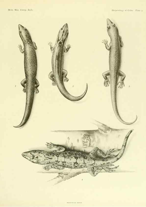 Reproducción/Reproduction 48575231552: The herpetology of Cuba /. Cambridge :Printed for the Museum,1919.. 