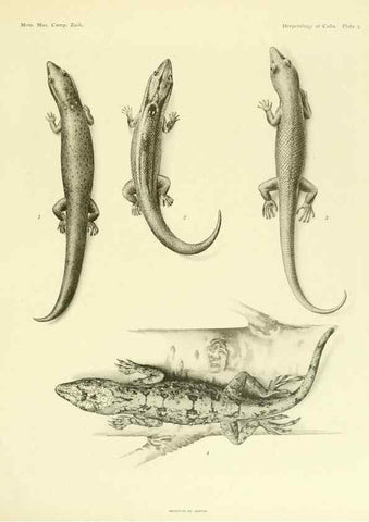 Reproducción/Reproduction 48575231552: The herpetology of Cuba /. Cambridge :Printed for the Museum,1919.. 