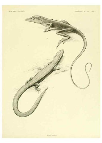 Reproducción/Reproduction 48575080146: The herpetology of Cuba /. Cambridge :Printed for the Museum,1919.. 