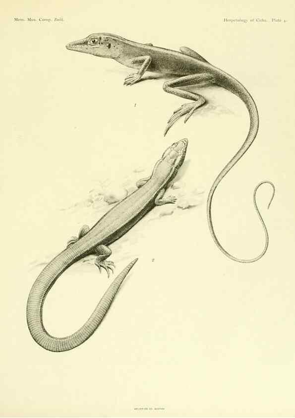 Reproducción/Reproduction 48575080146: The herpetology of Cuba /. Cambridge :Printed for the Museum,1919.. 