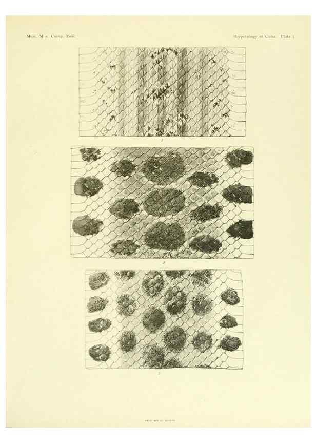 Reproducción/Reproduction 48575232787: The herpetology of Cuba /. Cambridge :Printed for the Museum,1919.. 