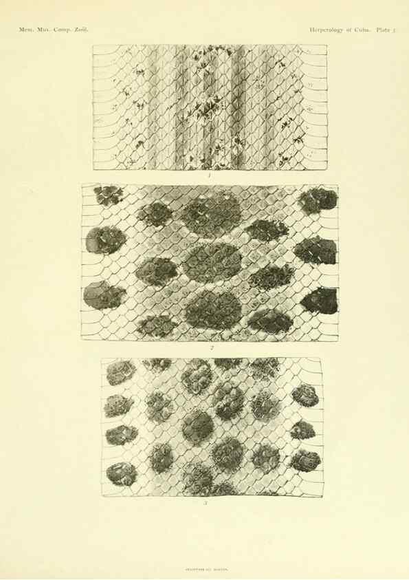 Reproducción/Reproduction 48575232787: The herpetology of Cuba /. Cambridge :Printed for the Museum,1919.. 