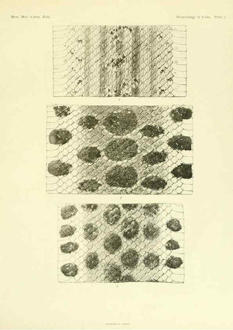 Reproducción/Reproduction 48575232787: The herpetology of Cuba /. Cambridge :Printed for the Museum,1919.. 