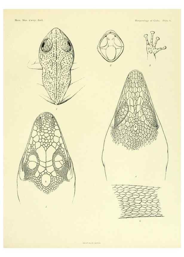 Reproducción/Reproduction 48575233802: The herpetology of Cuba /. Cambridge :Printed for the Museum,1919.. 