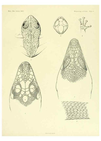 Reproducción/Reproduction 48575233802: The herpetology of Cuba /. Cambridge :Printed for the Museum,1919.. 