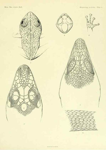 Reproducción/Reproduction 48575233802: The herpetology of Cuba /. Cambridge :Printed for the Museum,1919.. 