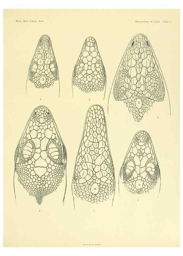 Reproducción/Reproduction 48575234427: The herpetology of Cuba /. Cambridge :Printed for the Museum,1919.. 