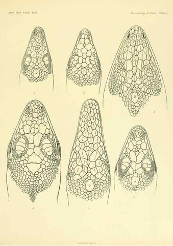 Reproducción/Reproduction 48575234427: The herpetology of Cuba /. Cambridge :Printed for the Museum,1919.. 