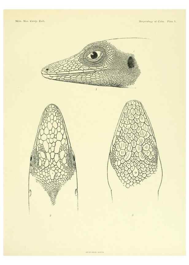 Reproducción/Reproduction 48575235112: The herpetology of Cuba /. Cambridge :Printed for the Museum,1919.. 