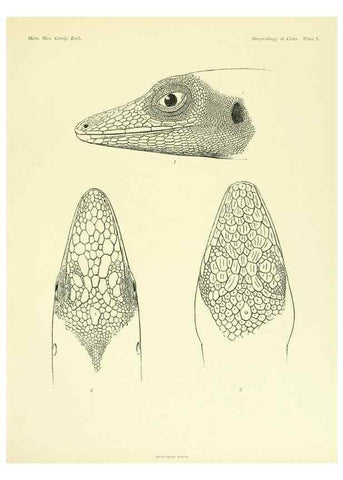 Reproducción/Reproduction 48575235112: The herpetology of Cuba /. Cambridge :Printed for the Museum,1919.. 