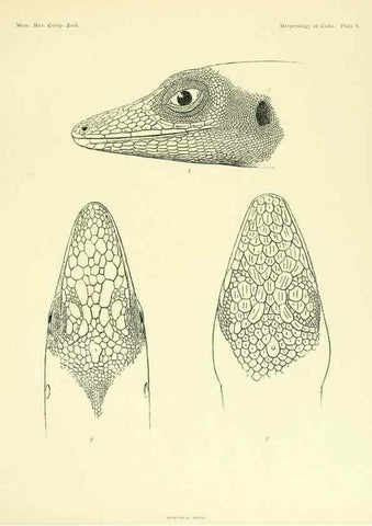 Reproducción/Reproduction 48575235112: The herpetology of Cuba /. Cambridge :Printed for the Museum,1919.. 