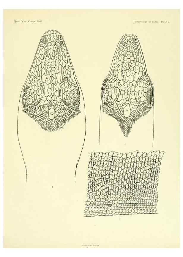 Reproducción/Reproduction 48575083381: The herpetology of Cuba /. Cambridge :Printed for the Museum,1919.. 
