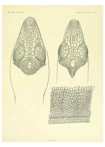 Reproducción/Reproduction 48575083381: The herpetology of Cuba /. Cambridge :Printed for the Museum,1919.. 
