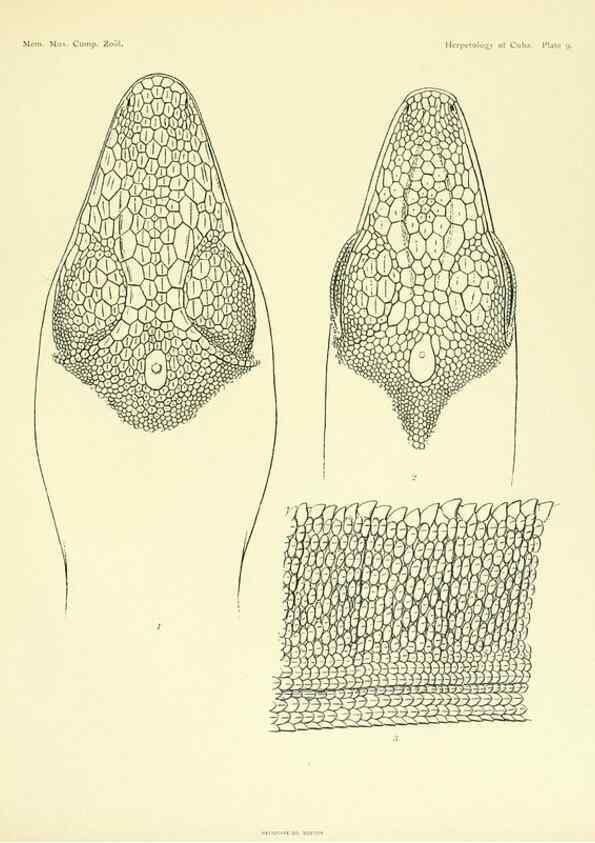 Reproducción/Reproduction 48575083381: The herpetology of Cuba /. Cambridge :Printed for the Museum,1919.. 