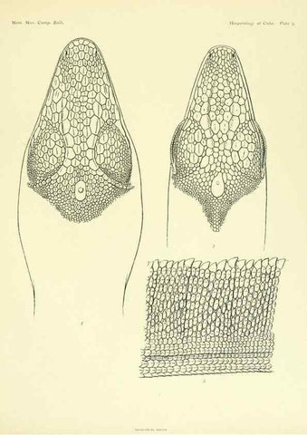 Reproducción/Reproduction 48575083381: The herpetology of Cuba /. Cambridge :Printed for the Museum,1919.. 