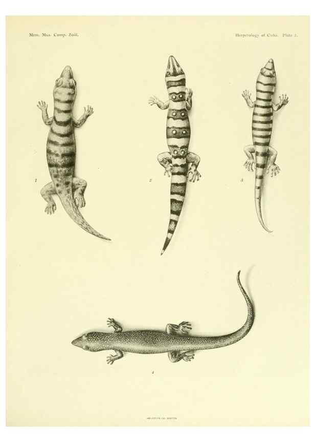Reproducción/Reproduction 48575231062: The herpetology of Cuba /. Cambridge :Printed for the Museum,1919.. 