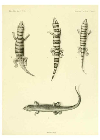 Reproducción/Reproduction 48575231062: The herpetology of Cuba /. Cambridge :Printed for the Museum,1919.. 