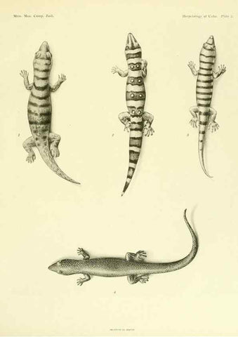 Reproducción/Reproduction 48575231062: The herpetology of Cuba /. Cambridge :Printed for the Museum,1919.. 