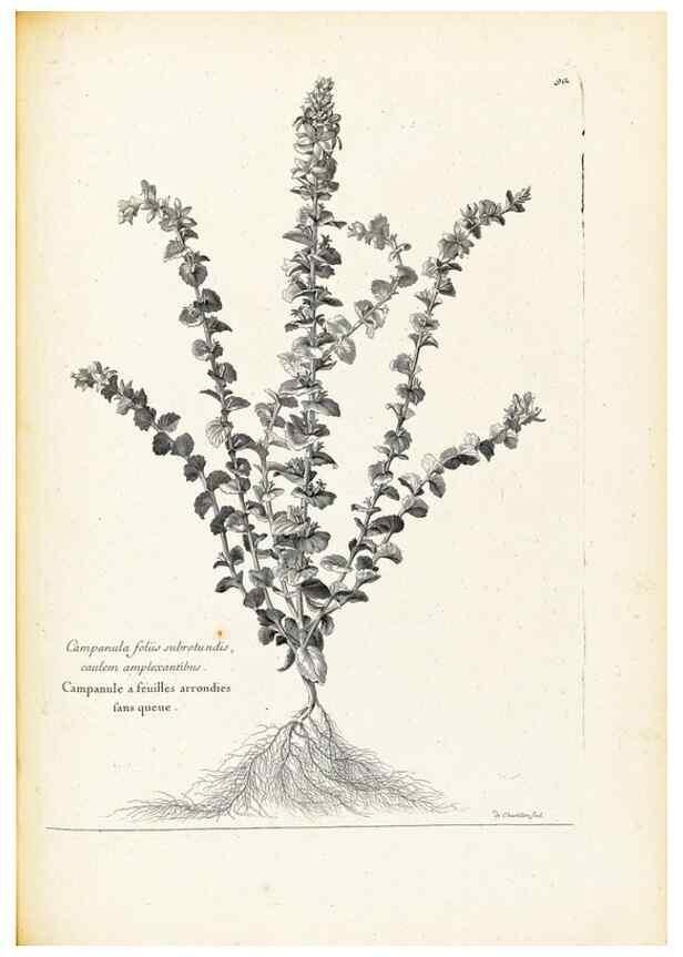Reproducción/Reproduction 48583667241: [Recueil des plantes dessinées et gravées par ordre du roi Louis XIV].. Paris :Impr. royale,1786. 
