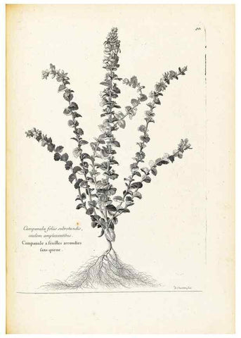 Reproducción/Reproduction 48583667241: [Recueil des plantes dessinées et gravées par ordre du roi Louis XIV].. Paris :Impr. royale,1786. 