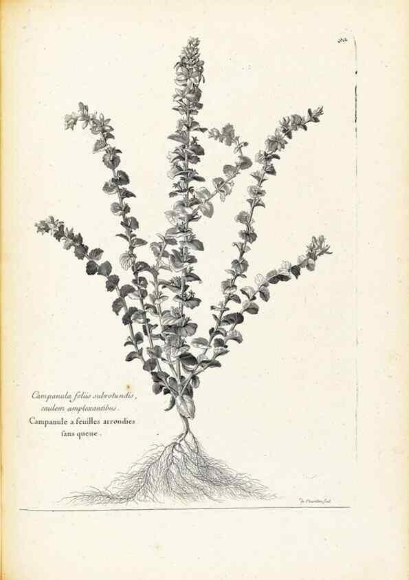 Reproducción/Reproduction 48583667241: [Recueil des plantes dessinées et gravées par ordre du roi Louis XIV].. Paris :Impr. royale,1786. 