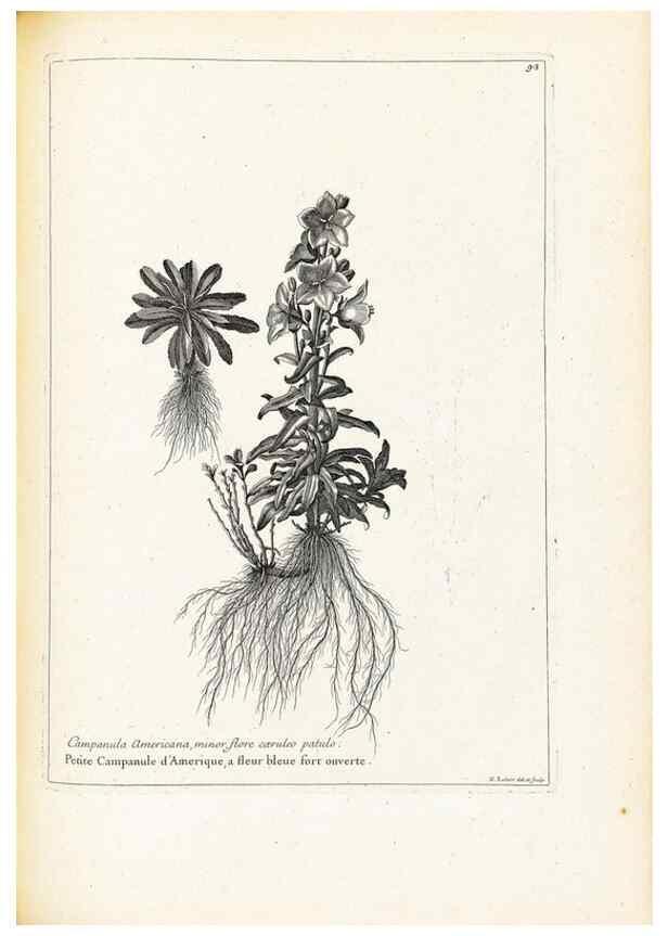 Reproducción/Reproduction 48583819792: [Recueil des plantes dessinées et gravées par ordre du roi Louis XIV].. Paris :Impr. royale,1786. 