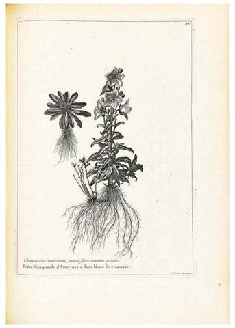 Reproducción/Reproduction 48583819792: [Recueil des plantes dessinées et gravées par ordre du roi Louis XIV].. Paris :Impr. royale,1786. 