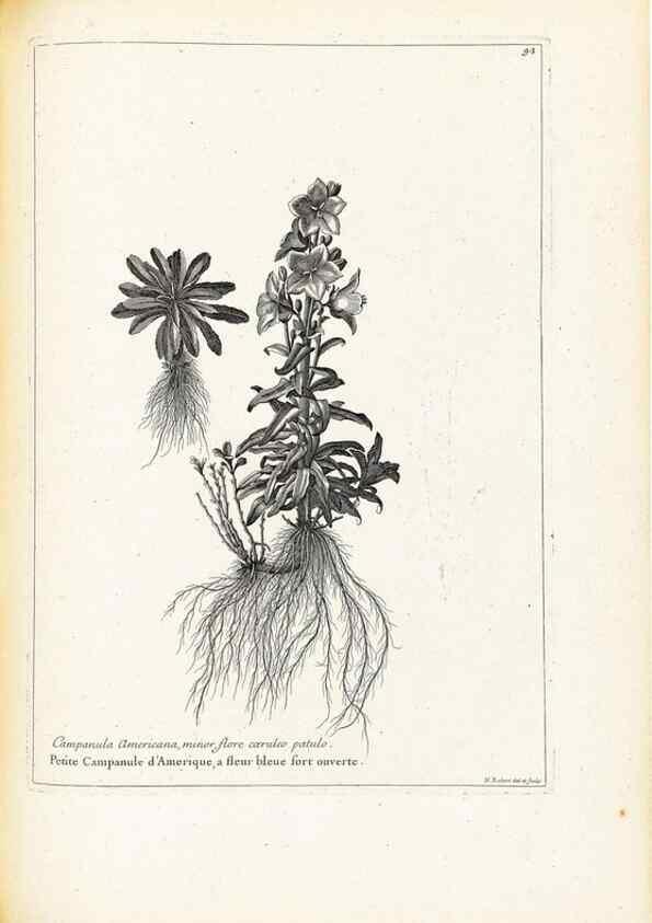 Reproducción/Reproduction 48583819792: [Recueil des plantes dessinées et gravées par ordre du roi Louis XIV].. Paris :Impr. royale,1786. 