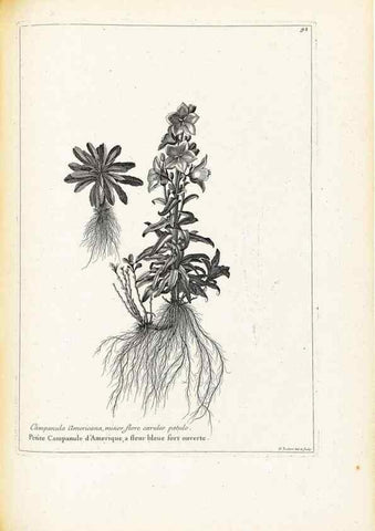 Reproducción/Reproduction 48583819792: [Recueil des plantes dessinées et gravées par ordre du roi Louis XIV].. Paris :Impr. royale,1786. 
