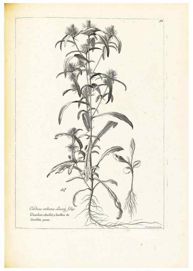 Reproducción/Reproduction 48583820127: [Recueil des plantes dessinées et gravées par ordre du roi Louis XIV].. Paris :Impr. royale,1786. 