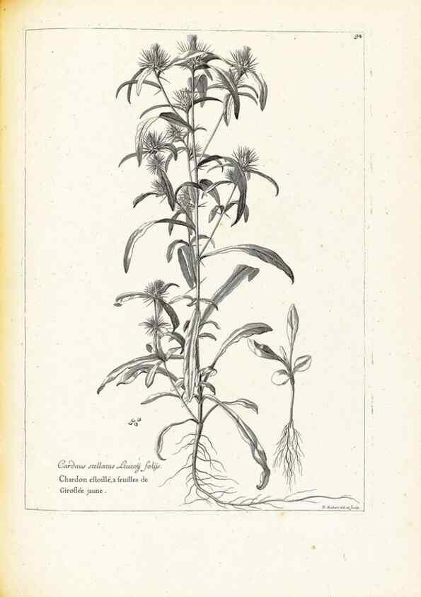 Reproducción/Reproduction 48583820127: [Recueil des plantes dessinées et gravées par ordre du roi Louis XIV].. Paris :Impr. royale,1786. 