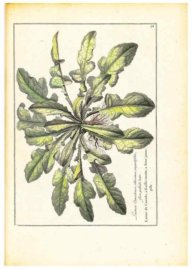 Reproducción/Reproduction 48584234527: [Recueil des plantes dessinées et gravées par ordre du roi Louis XIV].. Paris :Impr. royale,1786. 