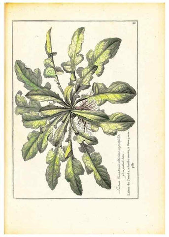 Reproducción/Reproduction 48584234527: [Recueil des plantes dessinées et gravées par ordre du roi Louis XIV].. Paris :Impr. royale,1786. 