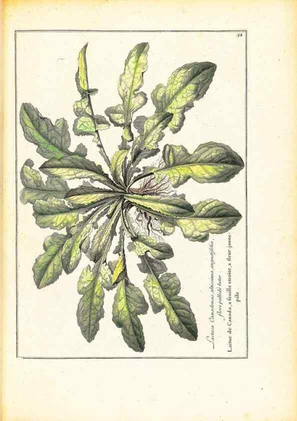 Reproducción/Reproduction 48584234527: [Recueil des plantes dessinées et gravées par ordre du roi Louis XIV].. Paris :Impr. royale,1786. 