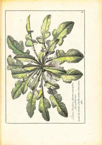 Reproducción/Reproduction 48584234527: [Recueil des plantes dessinées et gravées par ordre du roi Louis XIV].. Paris :Impr. royale,1786. 